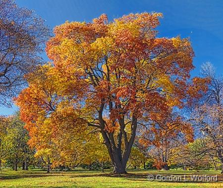 Autumn Tree_00311-2.jpg - Photographed at Ottawa, Ontario - the capital of Canada.
